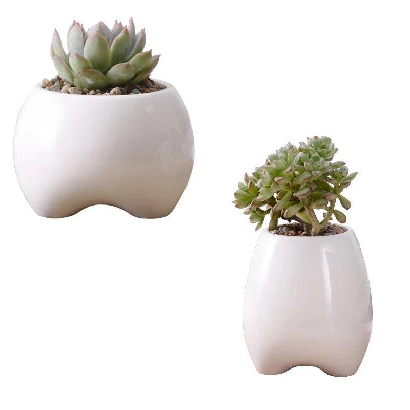 tooth succulent pot Premolar Plant Pot Set