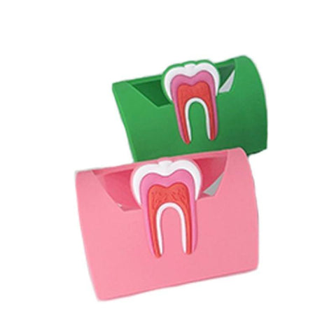 Dental Anatomy Card Holder