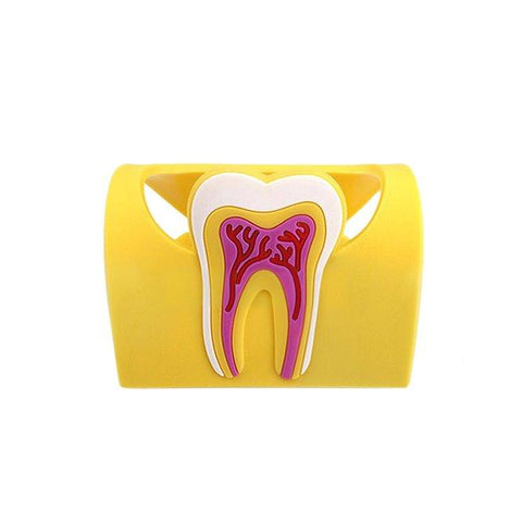 Dental Anatomy Card Holder