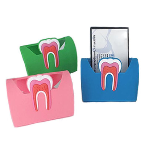 Dental Anatomy Card Holder