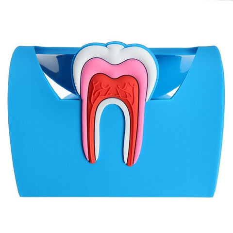 Dental Anatomy Card Holder