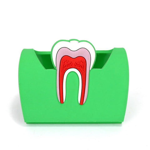 Dental Anatomy Card Holder