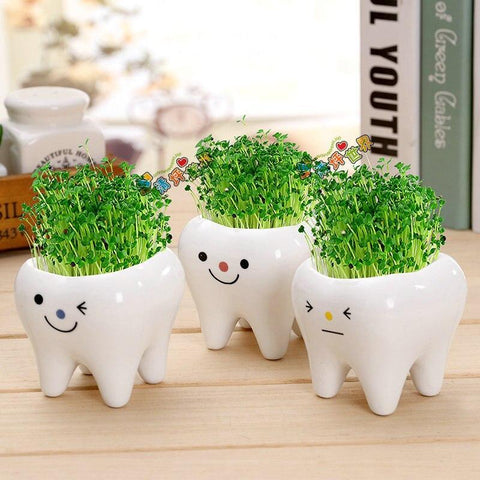 Molar Buddies Plant Pots