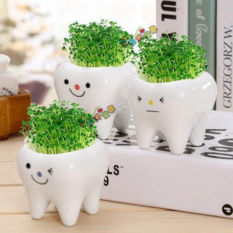 MOLAR BUDDIES PLANT POTS Toothlet