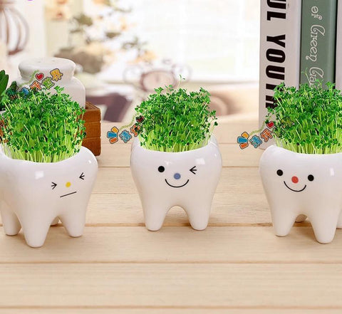 Molar Buddies Plant Pots