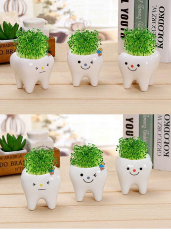 Molar Buddies Plant Pots
