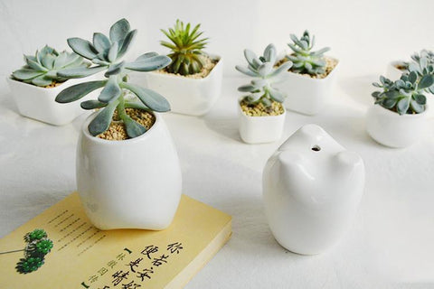 Premolar Plant Pot Set