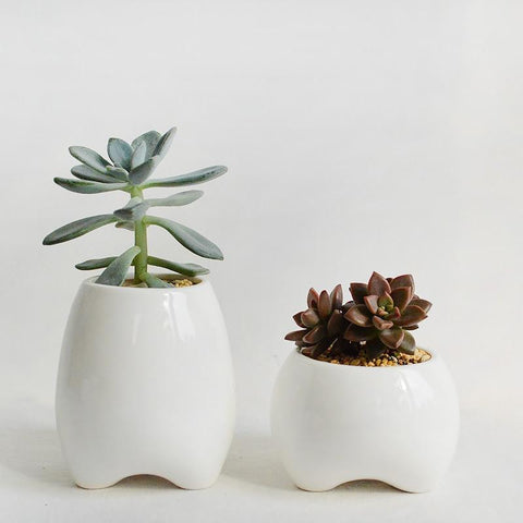 Premolar Plant Pot Set