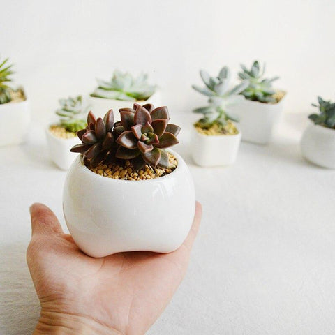 Premolar Plant Pot Set