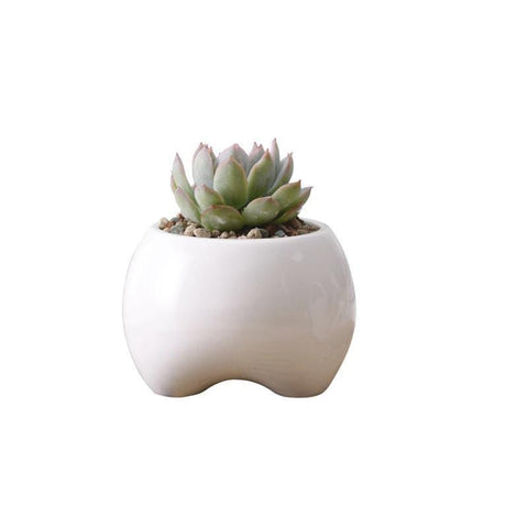 Premolar Plant Pot Set