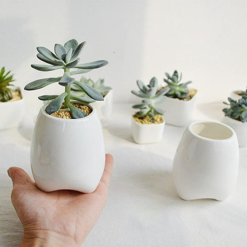 Premolar Plant Pot Set