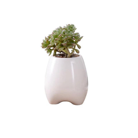 Premolar Plant Pot Set