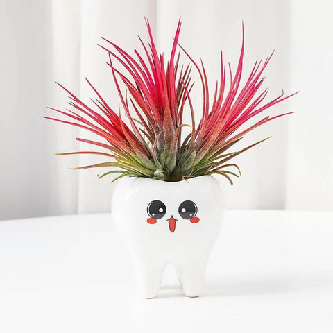Molar Friends Plant Pots