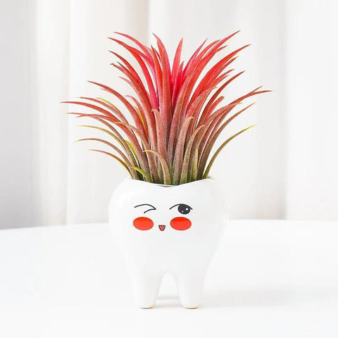Molar Friends Plant Pots